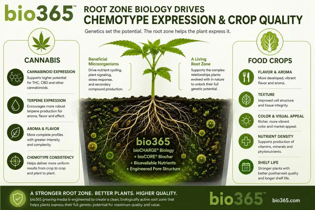 Growing Media Biology and Chemotype Expression in CEA | bio365 Beneficial Root-zone Biology Supporting Cannabis Chemotype Expression and Food Crop Quality