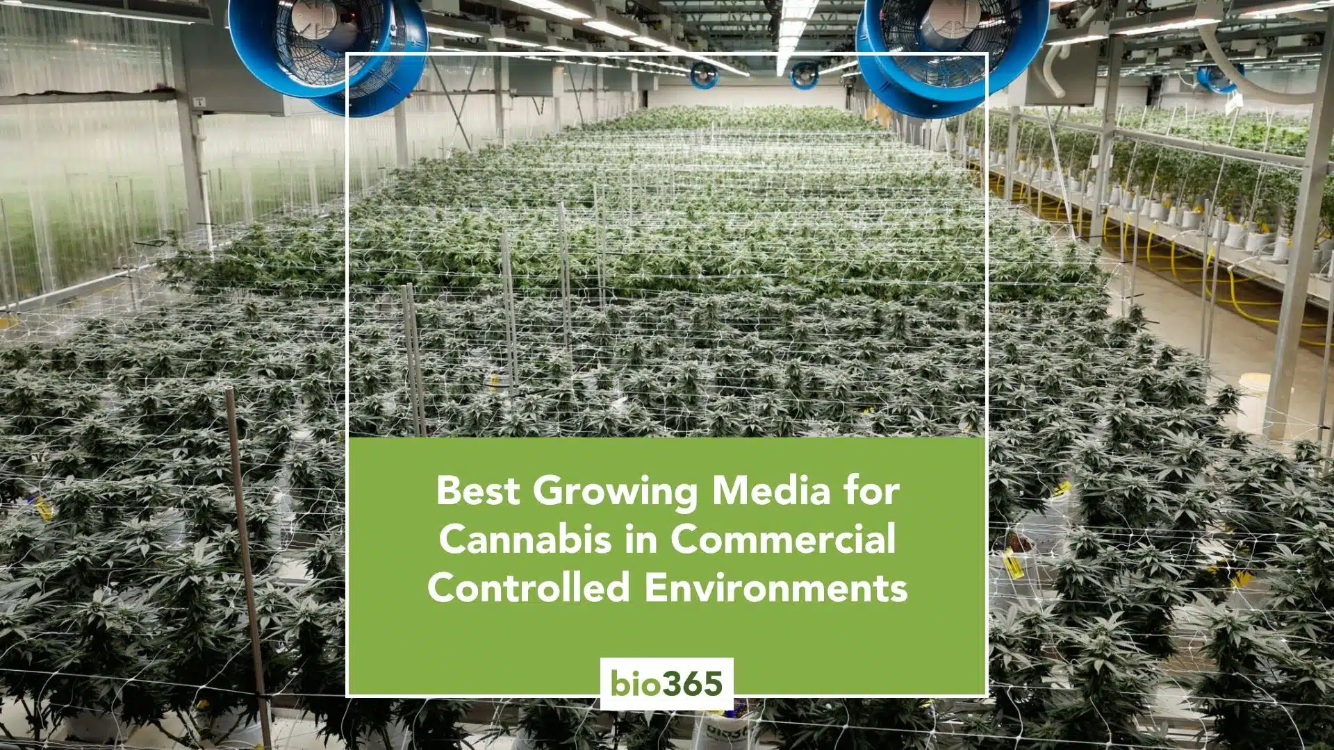 Best Growing Medium for Cannabis in Commercial Controlled Environments