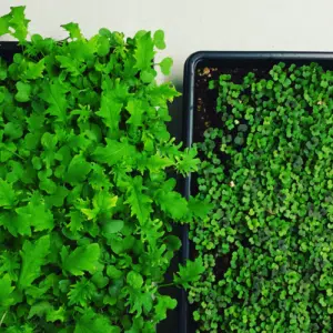 bio365+microgreens+soil+trial | bio365 Bio365+microgreens+soil+trial