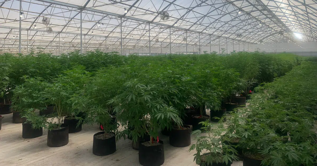 Why Consistency is Essential for Cultivators to Gain a Competitive Advantage