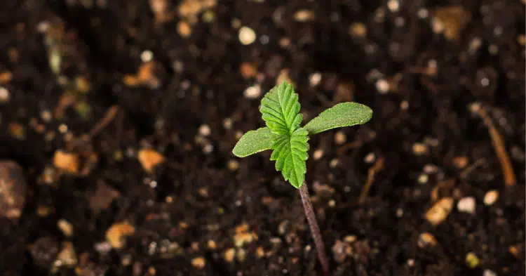 attachment-6352dc9935c3d96c33cf1224 attachment 6352dc9935c3d96c33cf1224