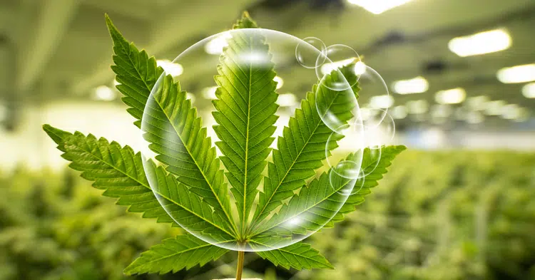 How Cultivators Can Secure Market Share as Demand for Clean Weed Grows