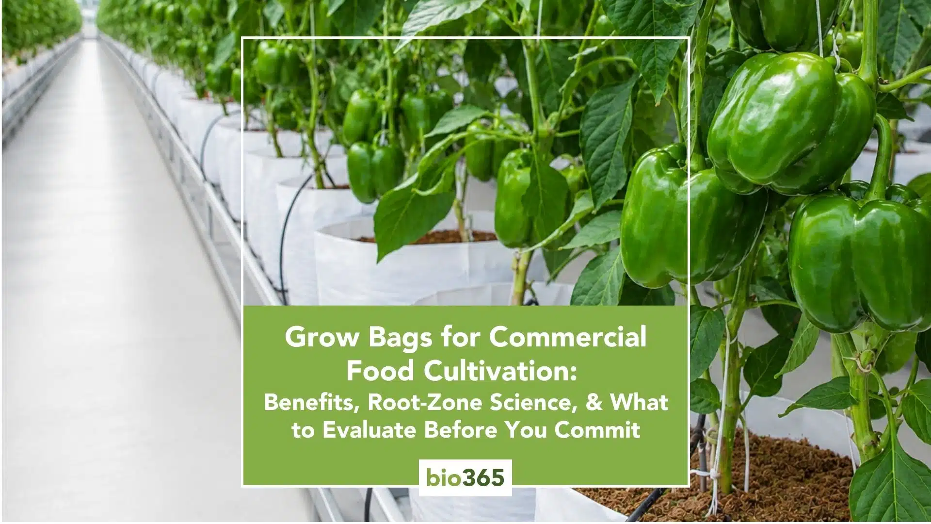 Grow Bags for Commercial Food Cultivation: Benefits, Root-Zone Science and What to Evaluate Before You Commit