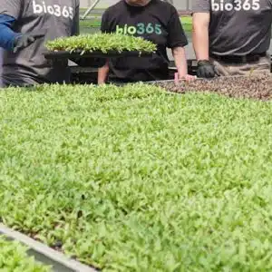 farming turtles | bio365 Farming Turtles