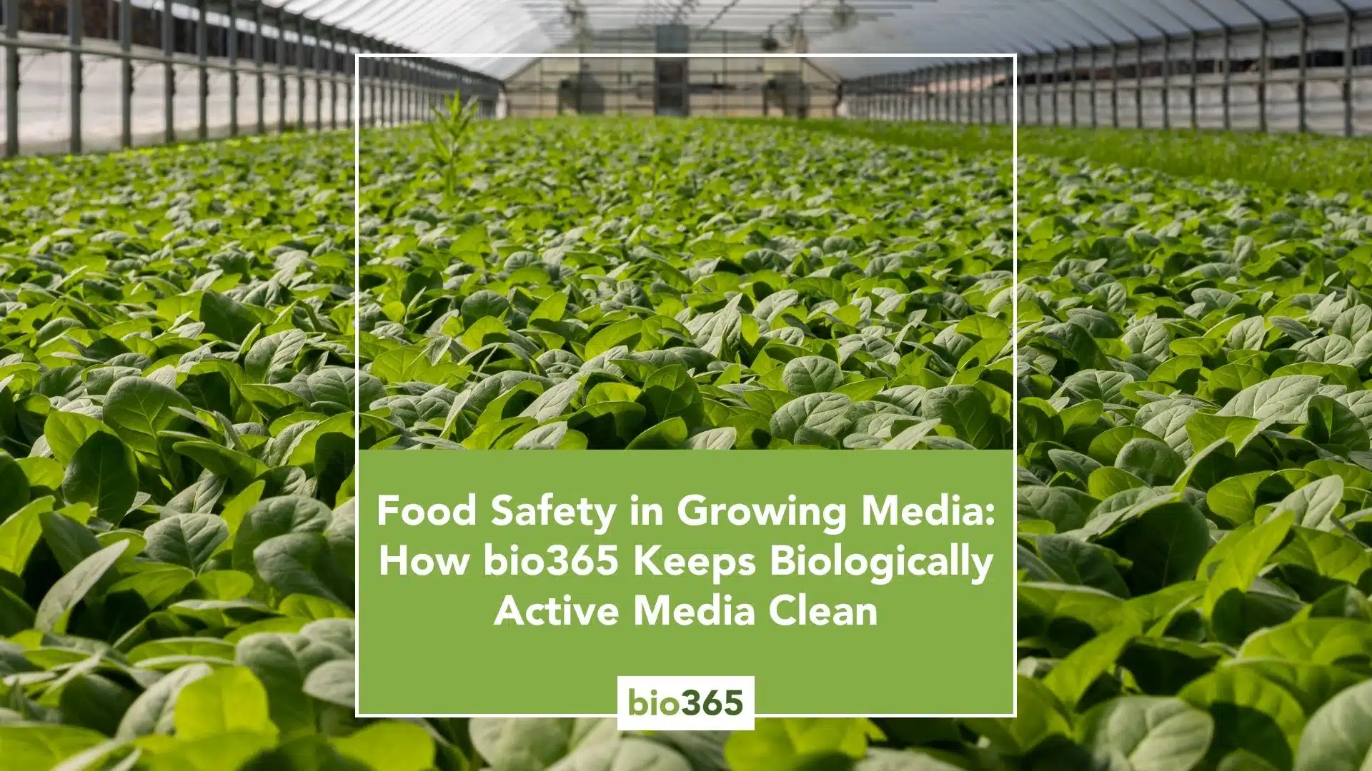 Food Safety in Growing Media: How bio365 Keeps Biologically Active Media Clean