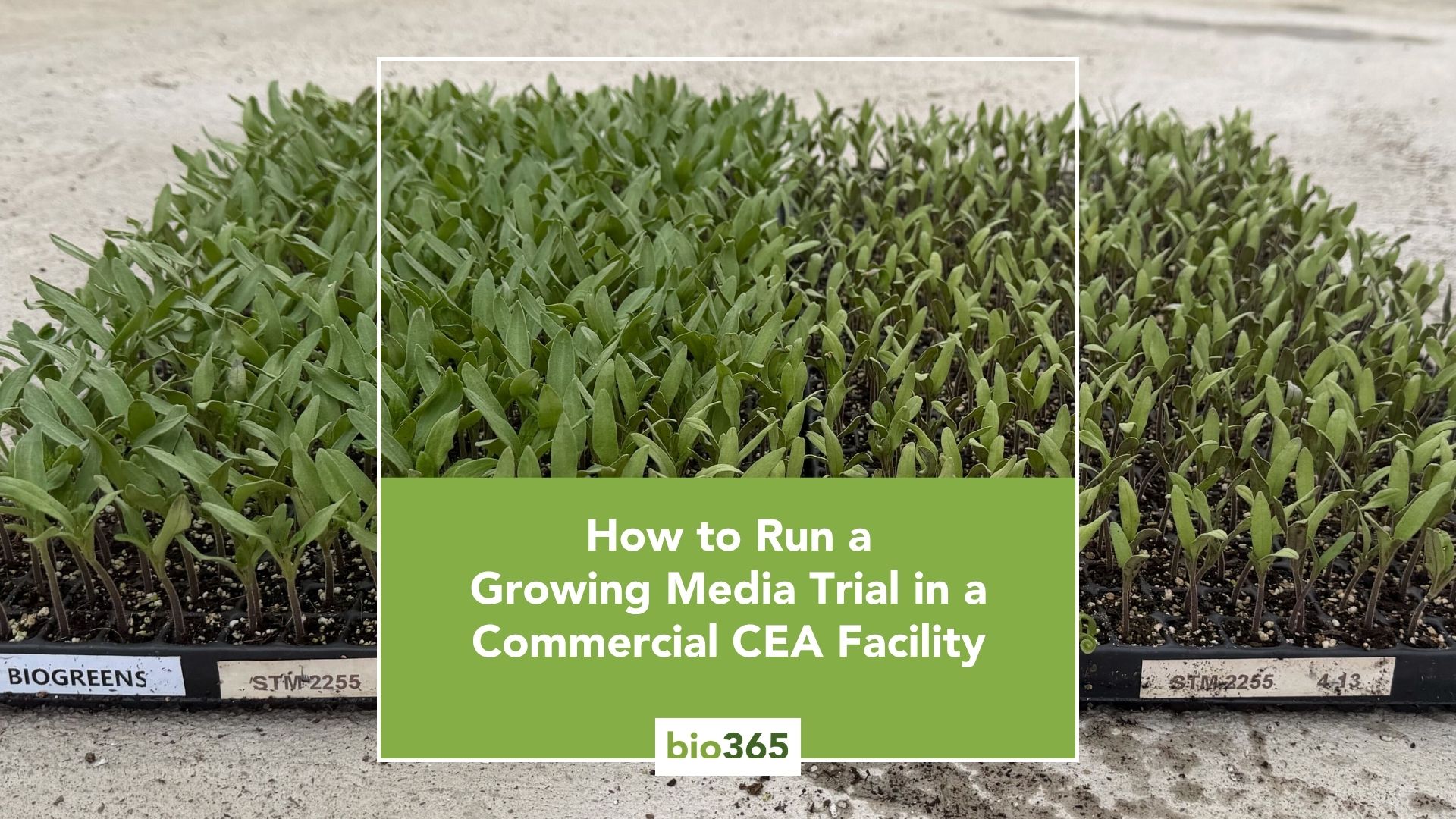 How to Run a Growing Media Trial in Commercial CEA