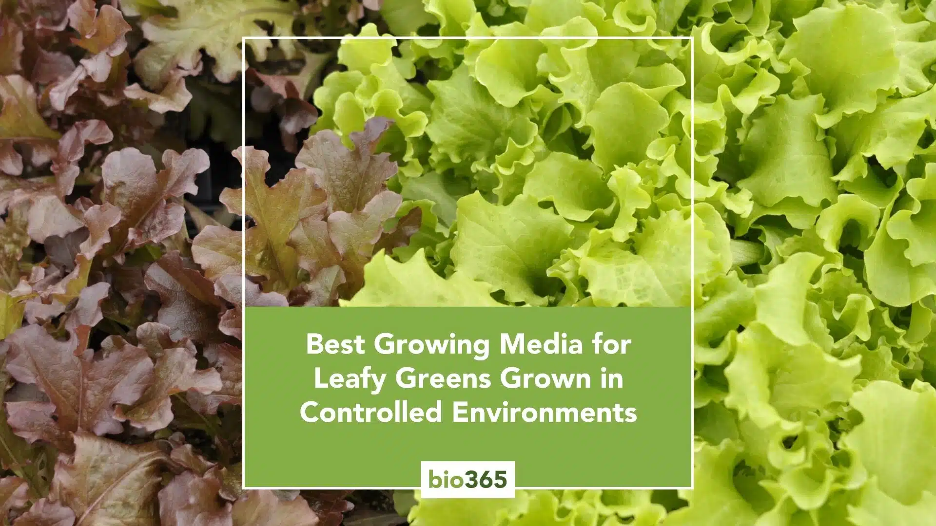 Best Growing Media for Leafy Greens Grown in Controlled Environments