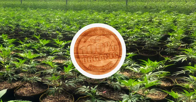 Organic Cannabis Will Create Big Opportunities for Cultivators in the Near Future