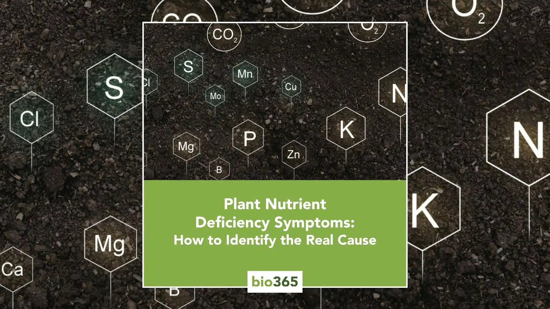 Plant Nutrient Deficiency Symptoms: How to Identify the Real Cause