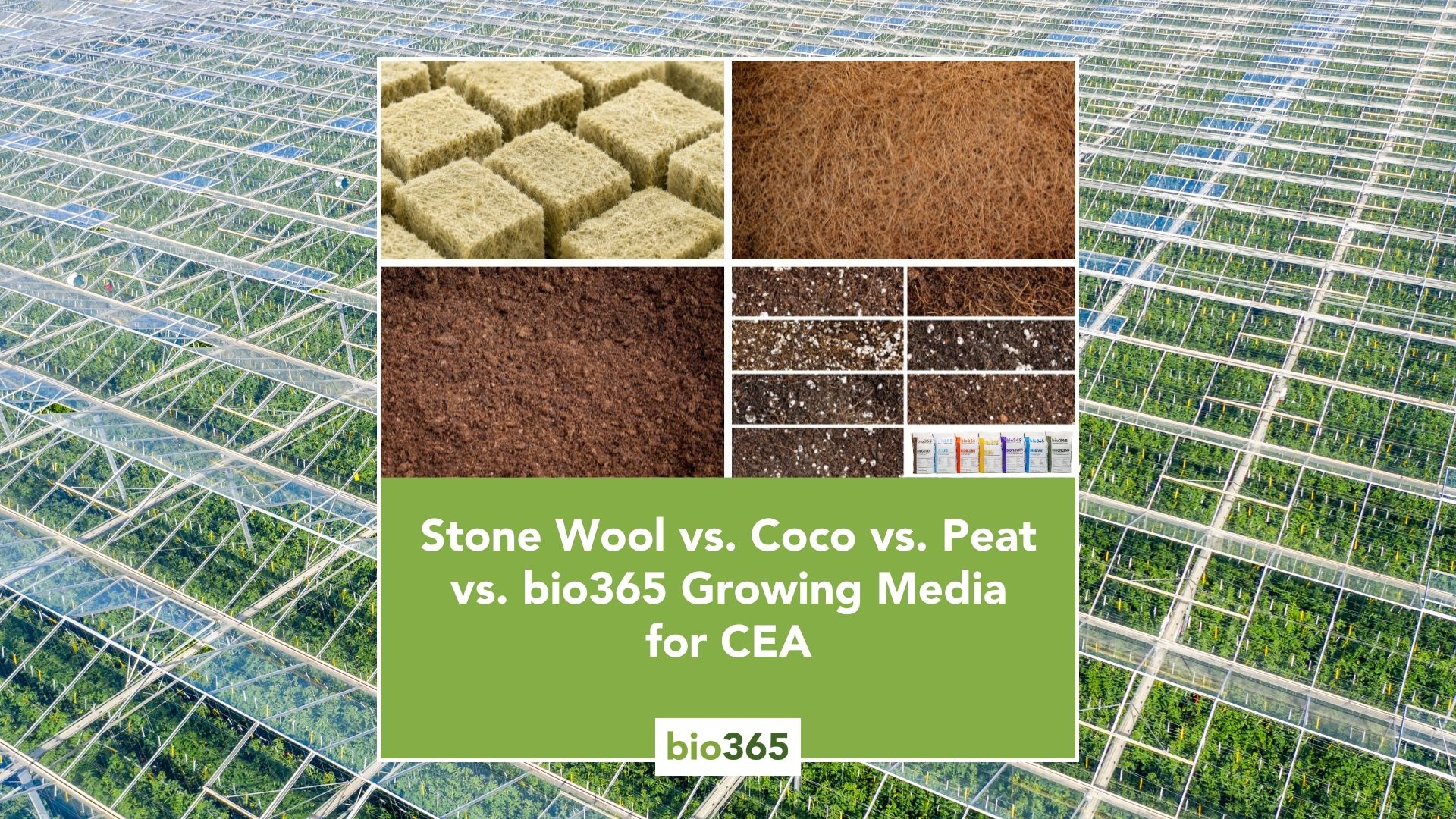 Stone Wool vs. Coco vs. Peat vs. bio365 Growing Media for CEA